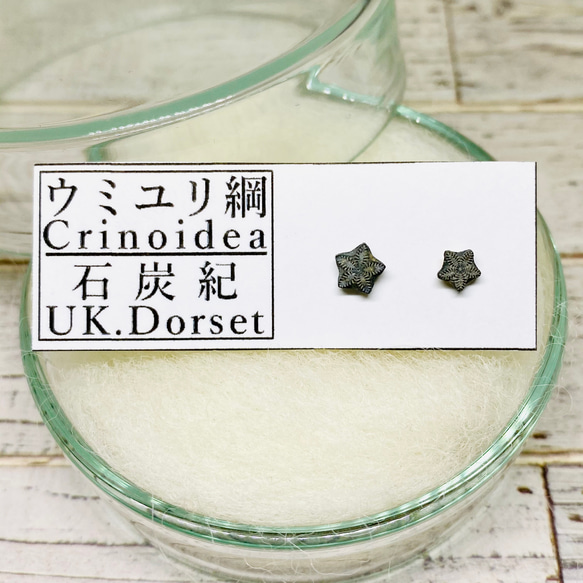 ウミユリ 化石標本 ウミユリ 化石 モロッコ産 モロッコ産ウミユリ化石