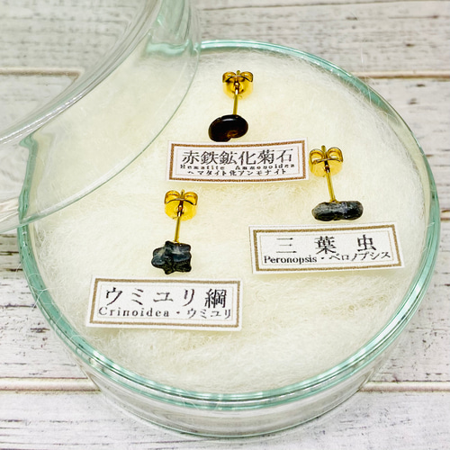 標本棚（ドイツ箱収納棚） ワンオーナー品 臨む