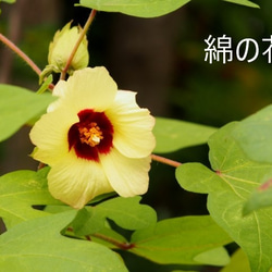 ”厚手綿”体型カバーTブラウス（白・ベージュ・紺・黒/長袖/クルーネック・Vネック） 16枚目の画像