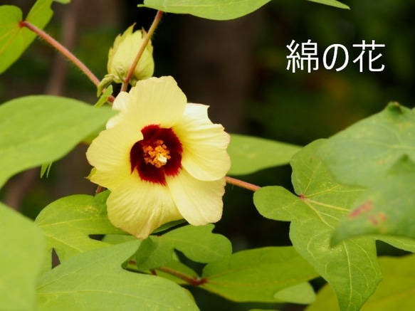 ”厚手綿”体型カバーTブラウス（白・ベージュ・紺・黒/長袖/クルーネック・Vネック） 16枚目の画像
