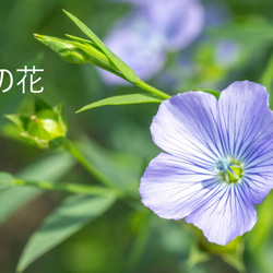 セール麻/リネン100％涼しいロングノースリーブワンピース(紺/白/ピンク/黄色/山吹) 8枚目の画像