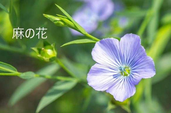 セール麻/リネン100％涼しいロングノースリーブワンピース(紺/白/ピンク/黄色/山吹) 8枚目の画像