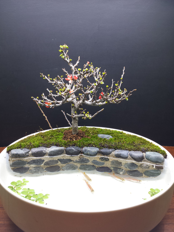 箱庭　盆栽　ハンドメイド 箱庭 盆栽 ハンドメイド