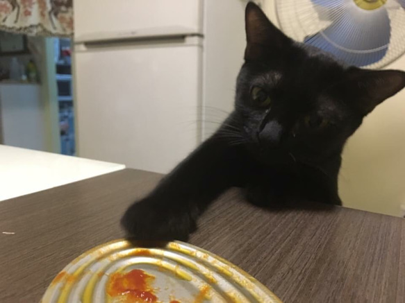 貓貓明信片 食得是福 第2張的照片