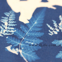 【苻日花草FuRi】藍晒植物圖鑑/蕨美系列.大幅無框版.鹿角蕨.鐵線蕨 第5張的照片
