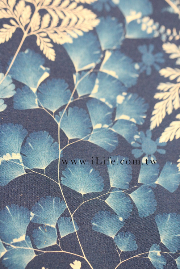【苻日花草FuRi】藍晒植物圖鑑/蕨美系列.大幅無框版.鹿角蕨.鐵線蕨 第6張的照片