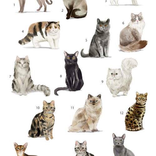 モノクロポスター【メインクーン】名言 水彩 猫のイラスト選べます