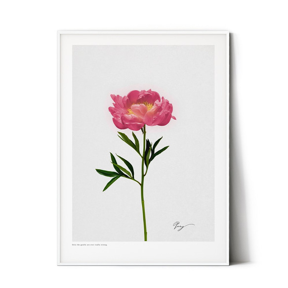 ポスター【peony】芍薬 アートでお部屋の模様替えや新築祝いや