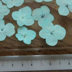 New!2019年押し花【アジサイ15個】薄い水色 3枚目の画像