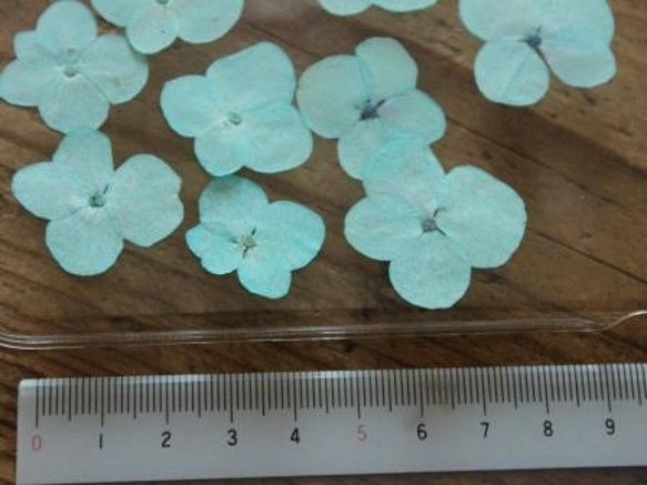 New!2019年押し花【アジサイ15個】薄い水色 3枚目の画像