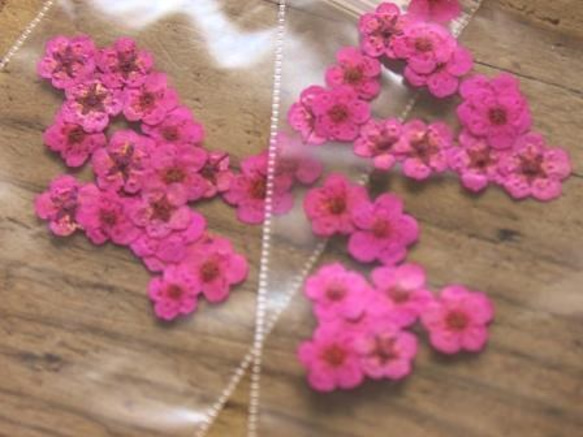 押し花Ａ【濃いピンク40個】20個×2袋 1枚目の画像