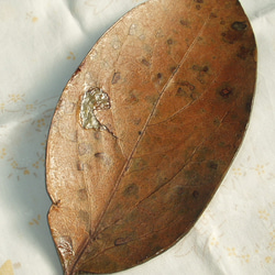 柿の葉皿10客 柿の葉皿10客 - メルカリ