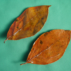 ☆自然の柿の葉皿☆2枚組 その他インテリア雑貨 ぱーぷる 通販 350950