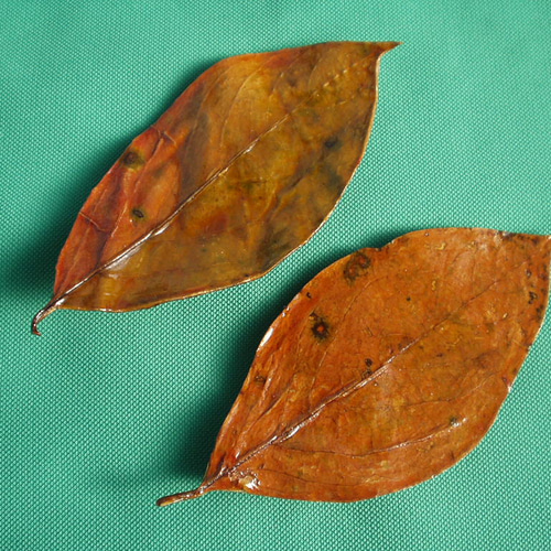 ☆自然の柿の葉皿☆2枚組 その他インテリア雑貨 ぱーぷる 通販 350950