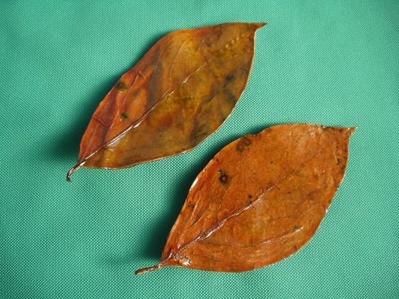 柿の葉皿10客 柿の葉皿10客 - メルカリ