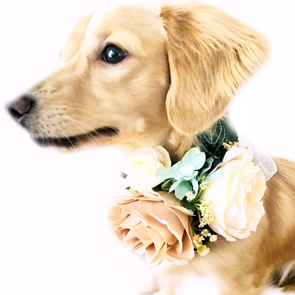 【送料無料】ペット 犬 アクセサリー ベージュ×ホワイト 首輪 チョーカー 誕生日　プレゼント お祝い 4枚目の画像