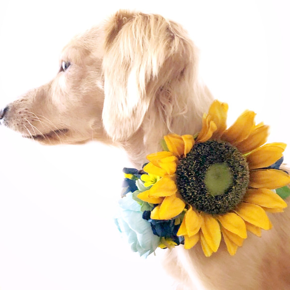 ペット 犬 ひまわり 夏 紫陽花 アクセサリー 飾り 誕生日 お祝い 撮影 写真 ヘッドドレス アンティーク 2枚目の画像