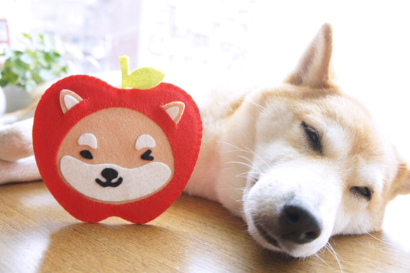 【Mangogirl]癒し系。アップル柴犬の手作りコースター 5枚目の画像