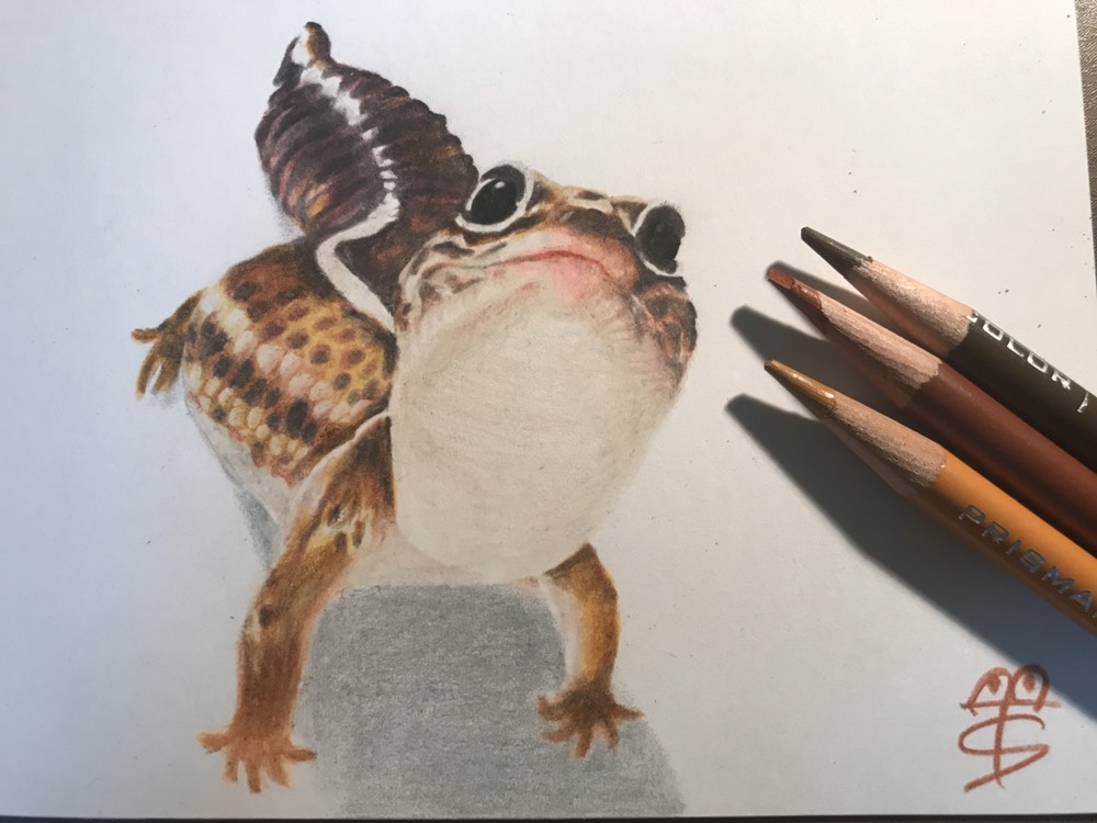 ニシアフリカトカゲモドキの色鉛筆画 絵画 アトリエstART 通販