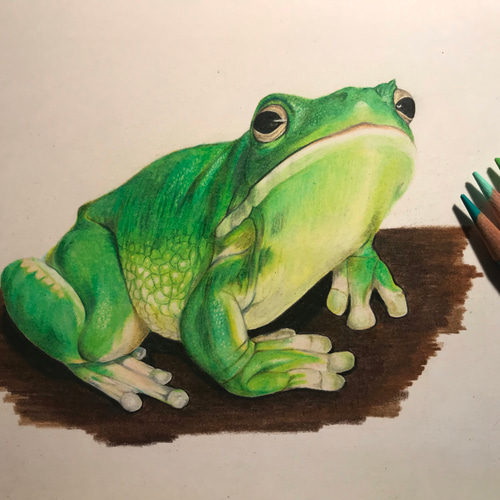 クツワアメガエルの色鉛筆画 絵画 きまぐれ百貨店 通販 7295487