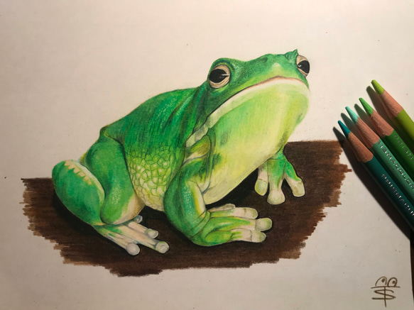 クツワアメガエルの色鉛筆画 絵画 きまぐれ百貨店 通販 7295487