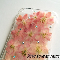 【受注生産】押し花のiPhone6.6S.7.7S☆ pinkのグラデーション 千鳥草 3枚目の画像