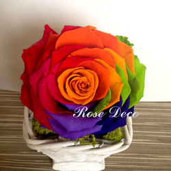 《訂製品》  幸運彩虹 玫瑰不凋花 盆花花禮   花心顏色隨機 不能指定 第3張的照片