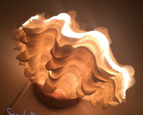 おきなわ小浜島産ヒレシャコ貝ランプ