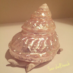 キラキラ✴︎磨き巻貝のランプ 2枚目の画像