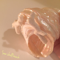 キラキラ✴︎磨き巻貝のランプ 3枚目の画像
