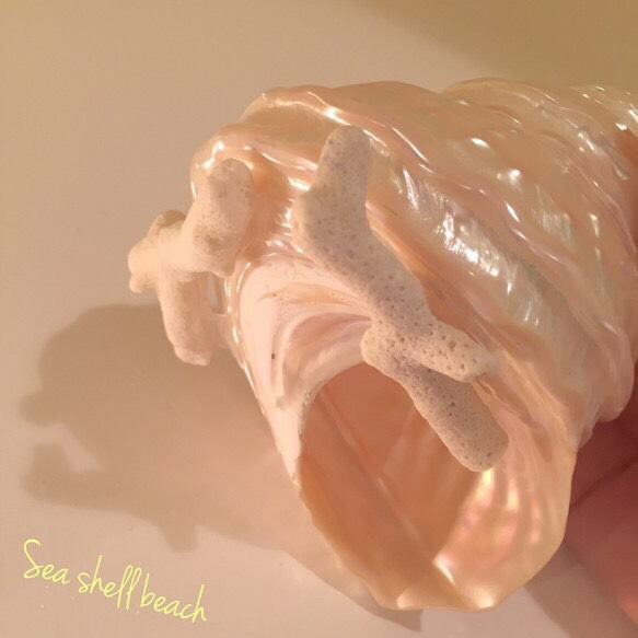 キラキラ✴︎磨き巻貝のランプ 3枚目の画像