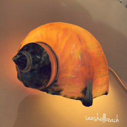 夜光貝のランプ スタンドライト・テーブルランプ humming 通販 9260755