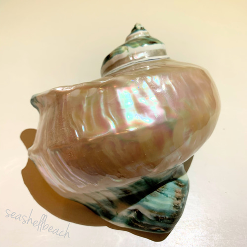 夜光貝のランプ スタンドライト・テーブルランプ humming 通販 9260755