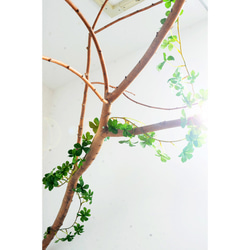 英國 Ivy Garland Mini L270 Fake Green Interior Fashionable Creema 第3張的照片