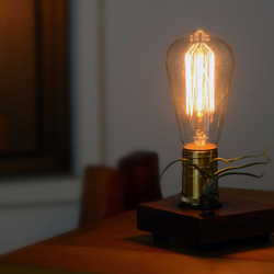 01 lighting design • Edison with "airplants" 2枚目の画像
