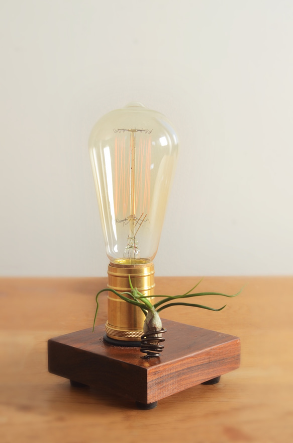 01 lighting design • Edison with "airplants" 1枚目の画像