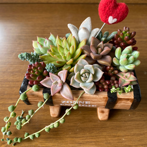 納得できる割引 多肉植物寄せ植え そのまま飾れる 植物/観葉植物