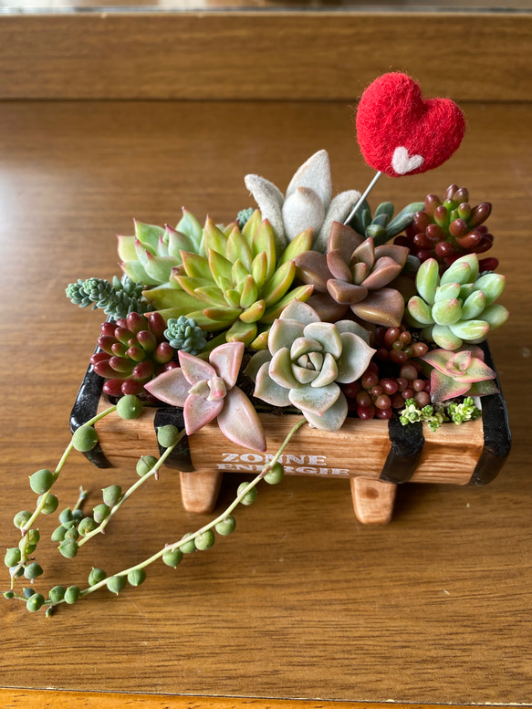 そのまま飾れる 多肉植物 寄せ植え 多肉植物 kiki house 通販 11433801