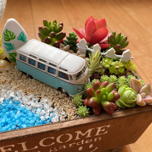 そのまま飾れる 多肉植物 寄せ植え 多肉植物 kiki house 通販 11565429