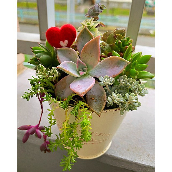 多肉植物寄植え ❣️ガーデンピックお付けします アートフラワー kiki 