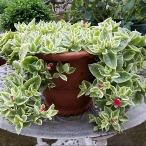 ベビーサンローズ様　90苗セット ベビーサンローズ様 90苗セット ベビーサンローズ様 90苗セット ベビー