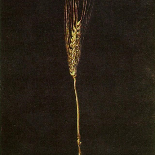 アメリカ製 麦の穂 のネックレス】幸運 繁栄のラッキーチャーム お守り