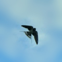 【　ツバメ　flying swallow （アメリカ製　大きい44m）　ピンブローチ】父の日　母の日　ラッキーモチーフ 6枚目の画像