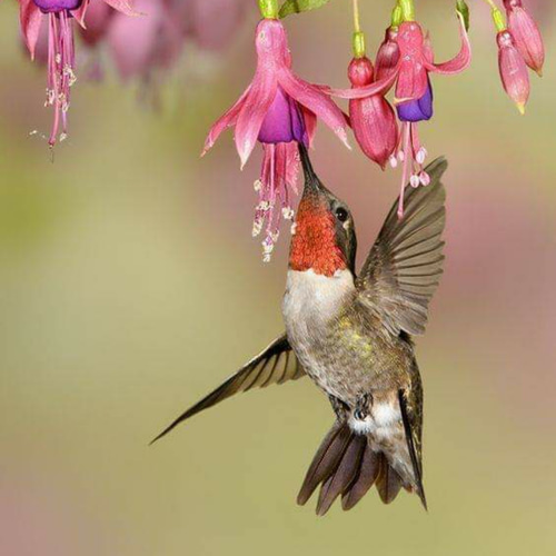 ハチドリ（鳥）のネックレス】はちどり ネックレス・ペンダント