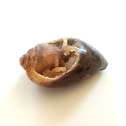 【送料無料】大きなドゥルージー貝化石◆ブラウン 3枚目の画像