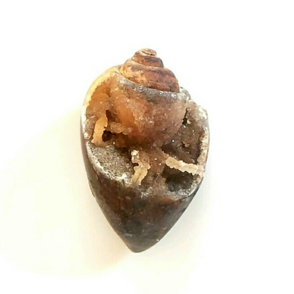 【送料無料】大きなドゥルージー貝化石◆ブラウン 4枚目の画像