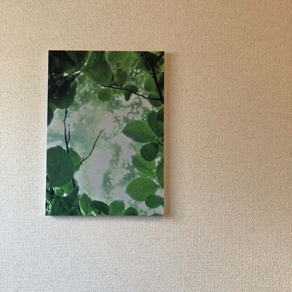 「怜葉」樹木写真　A4,A3パネル仕上げ 2枚目の画像