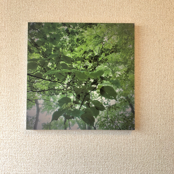 「澪葉」樹木写真　スクエアパネル仕上げ 3枚目の画像
