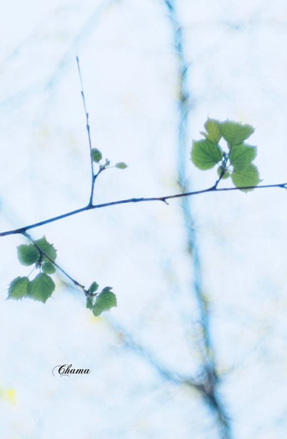 「ベビーリーフ」樹木写真　A4.A3パネル仕上げ 1枚目の画像