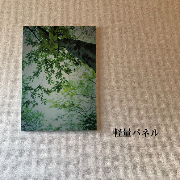 「ベビーリーフ」樹木写真　A4.A3パネル仕上げ 4枚目の画像